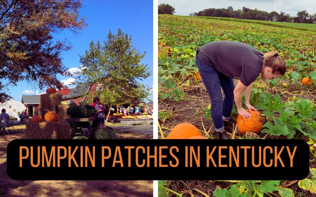 Kentucky’s Best Pumpkin Patches To Visit This Fall