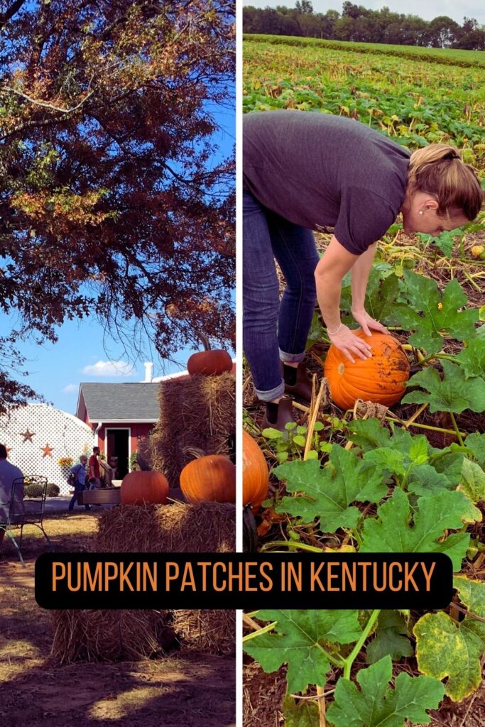 pumpkin patches in kentucky